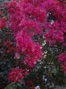 DSC01009.JPG