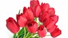 tulips-red-flower-background-2560x1440.jpg